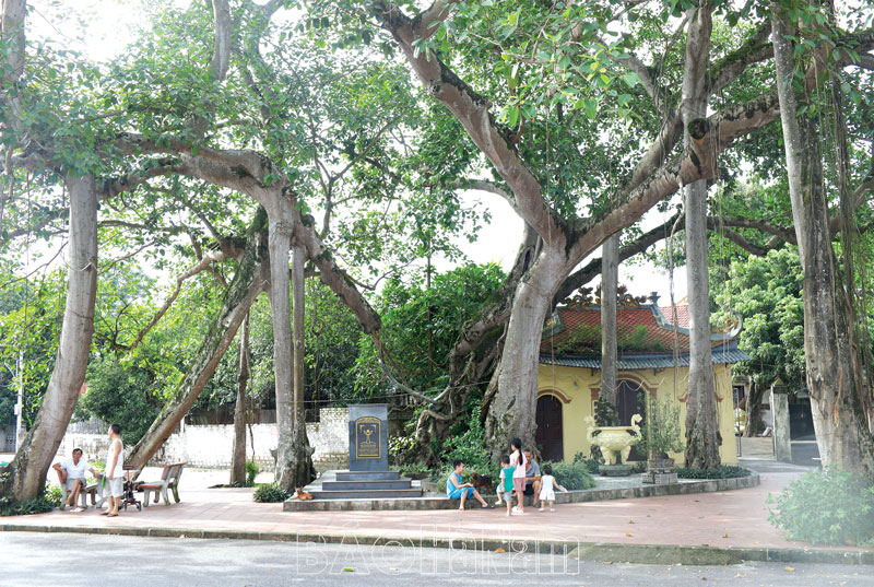 Cây[-]cổ[-]thụ[-]hơn[-]300[-]năm[-]tuổi[-]ở[-]một[-]làng[-]của[-]Hà[-]Nam[-]có[-]hình[-]thù[-]độc[-]đáo,[-]lạ[-]kỳ